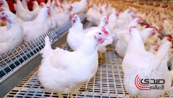 شعبة الدواجن: إنخفاض سعر الفراخ والكيلو 85 جنيه بالمزرعة