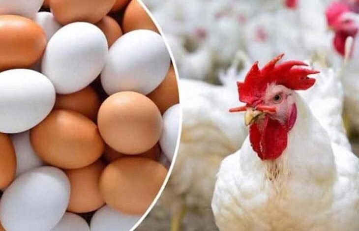 أسعار الفراخ البيضاء وكرتونة البيض الأبيض والأحمر في الأسواق