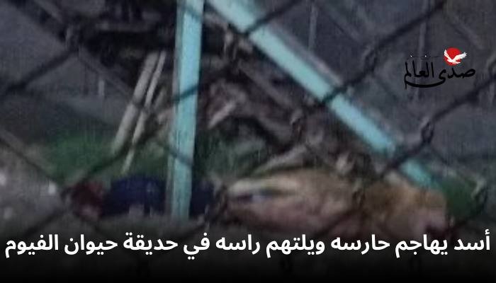 أسد يهاجم حارسه ويلتهم رأسه في حديقة حيوان الفيوم